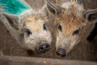 An image of two pigs looking up at the camera before their big race.