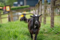 An image of a black and brown goat with horns, walking through grass.
