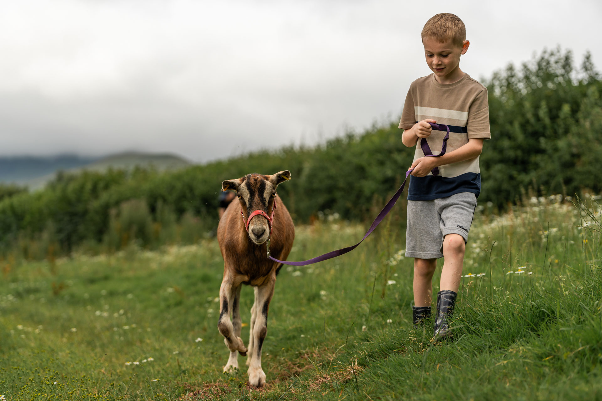 An image of a boy taking a brown Saanen goat for a walk in the countryside.