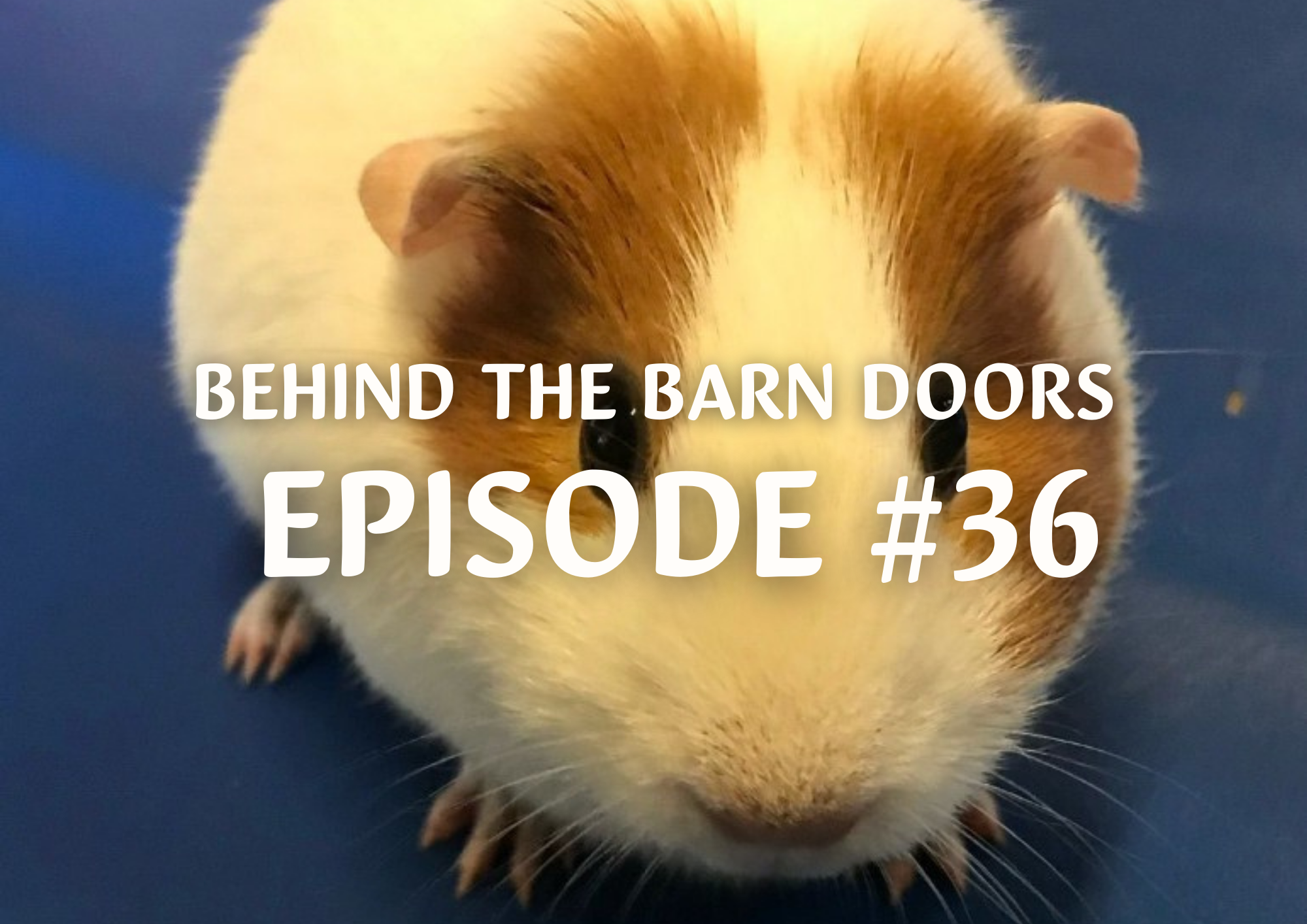 Website Behind The Barn Door Blog (27)