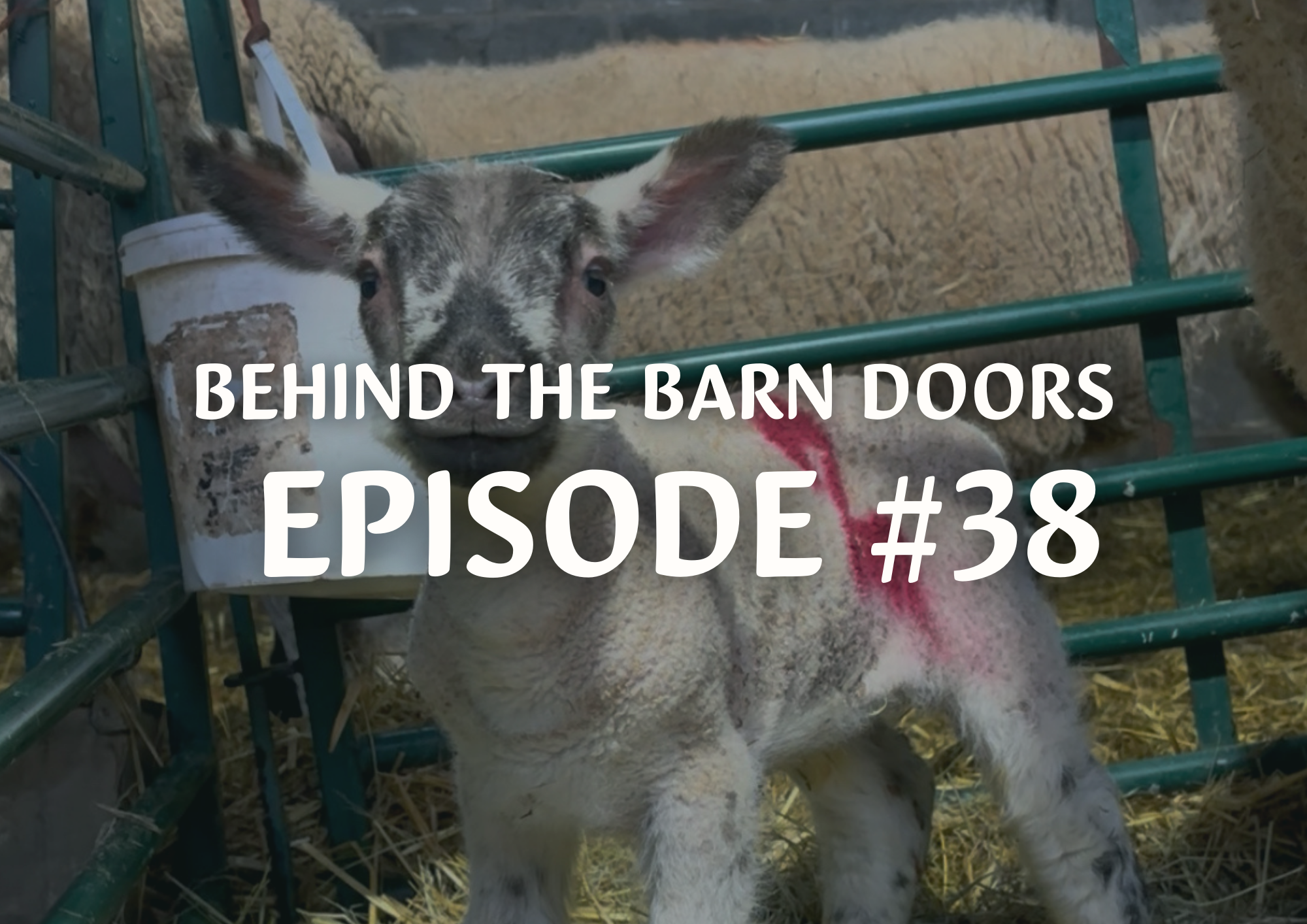 Website Behind The Barn Door Blog (28)