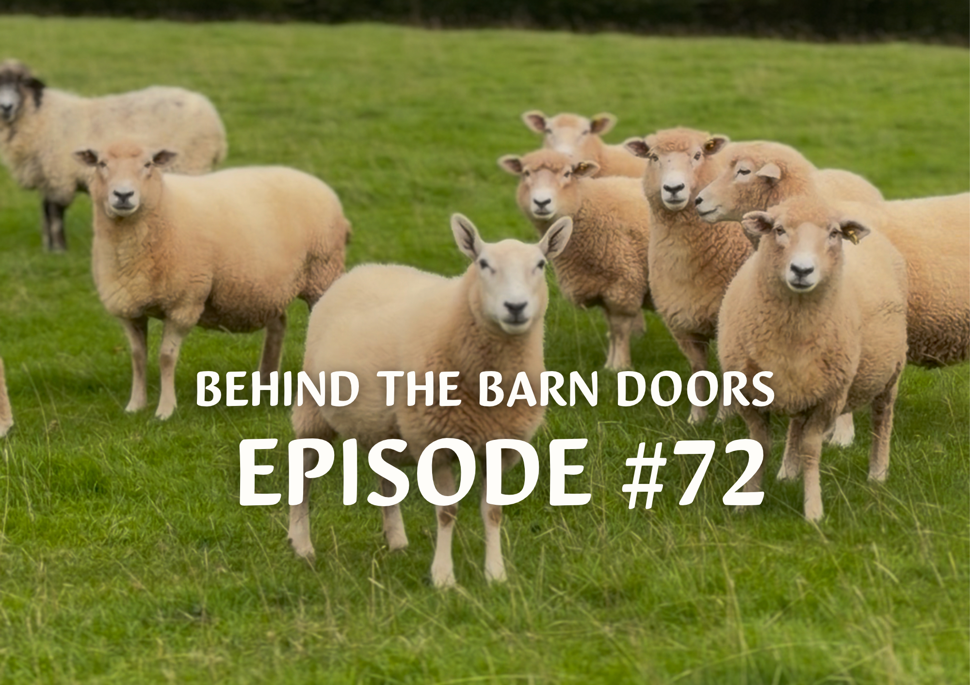 Website Behind The Barn Door Blog (47)