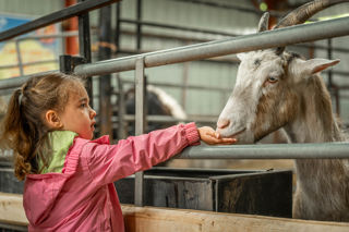 An image of a girl feeding a goat through the bars of a pen inside a barn.