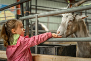 An image of a girl feeding a goat through the bars of a pen inside a barn.