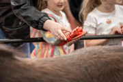 An image of a parent helping their child to groom a brown pony with a brush at Cantref Adventure Farm.