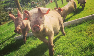 pig racing show at cantref