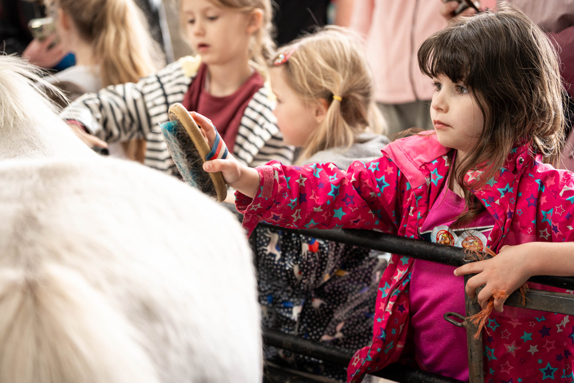 An image of a young girl grooming a white pony with a brush at Cantref Adventure Farm.