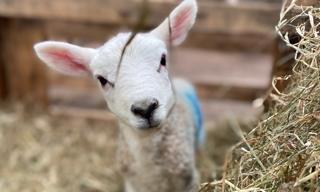 newborn lambs at cantref adventure farm