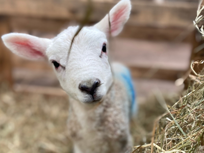 newborn lambs at cantref adventure farm