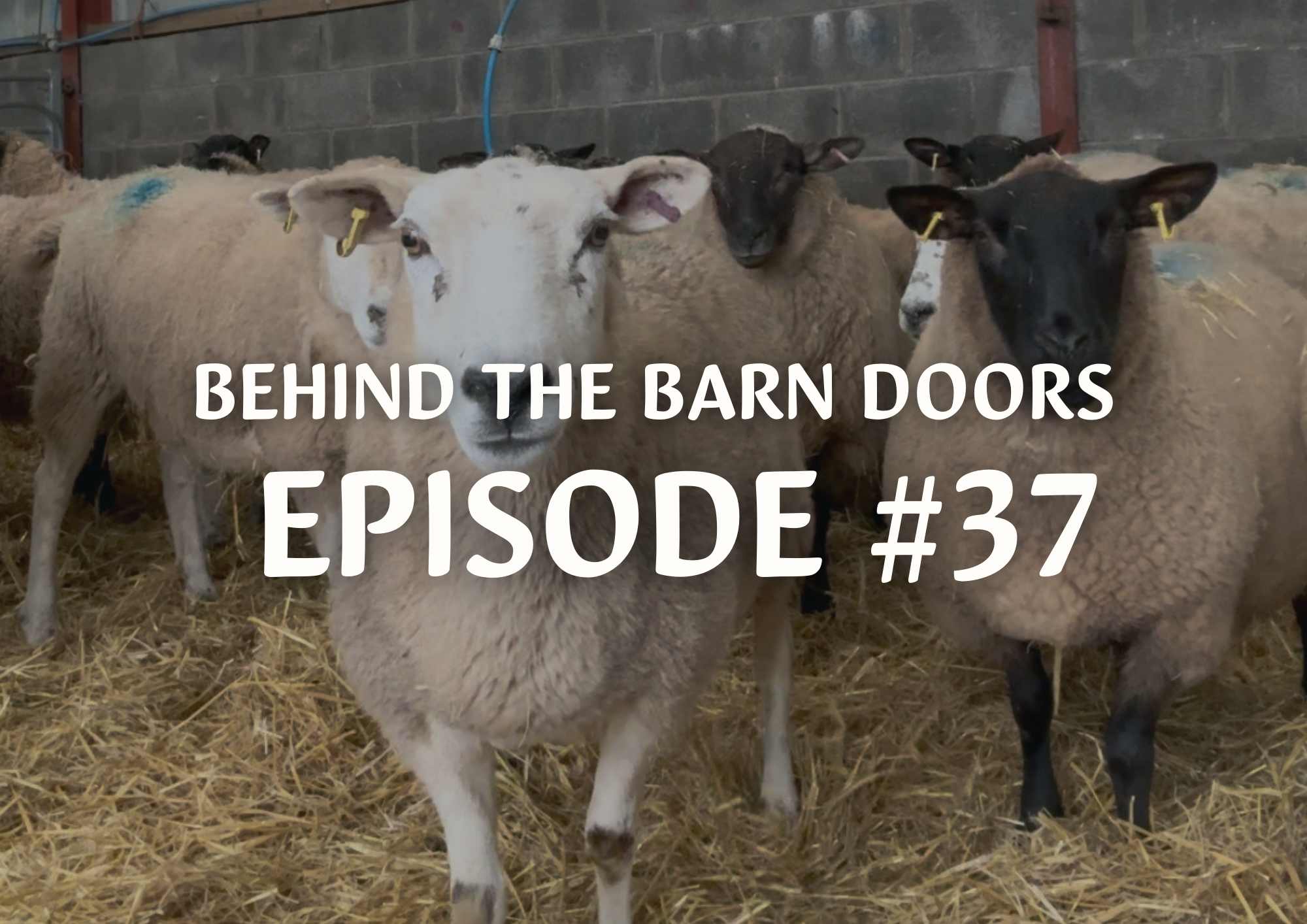 Website Behind The Barn Door Blog (2)