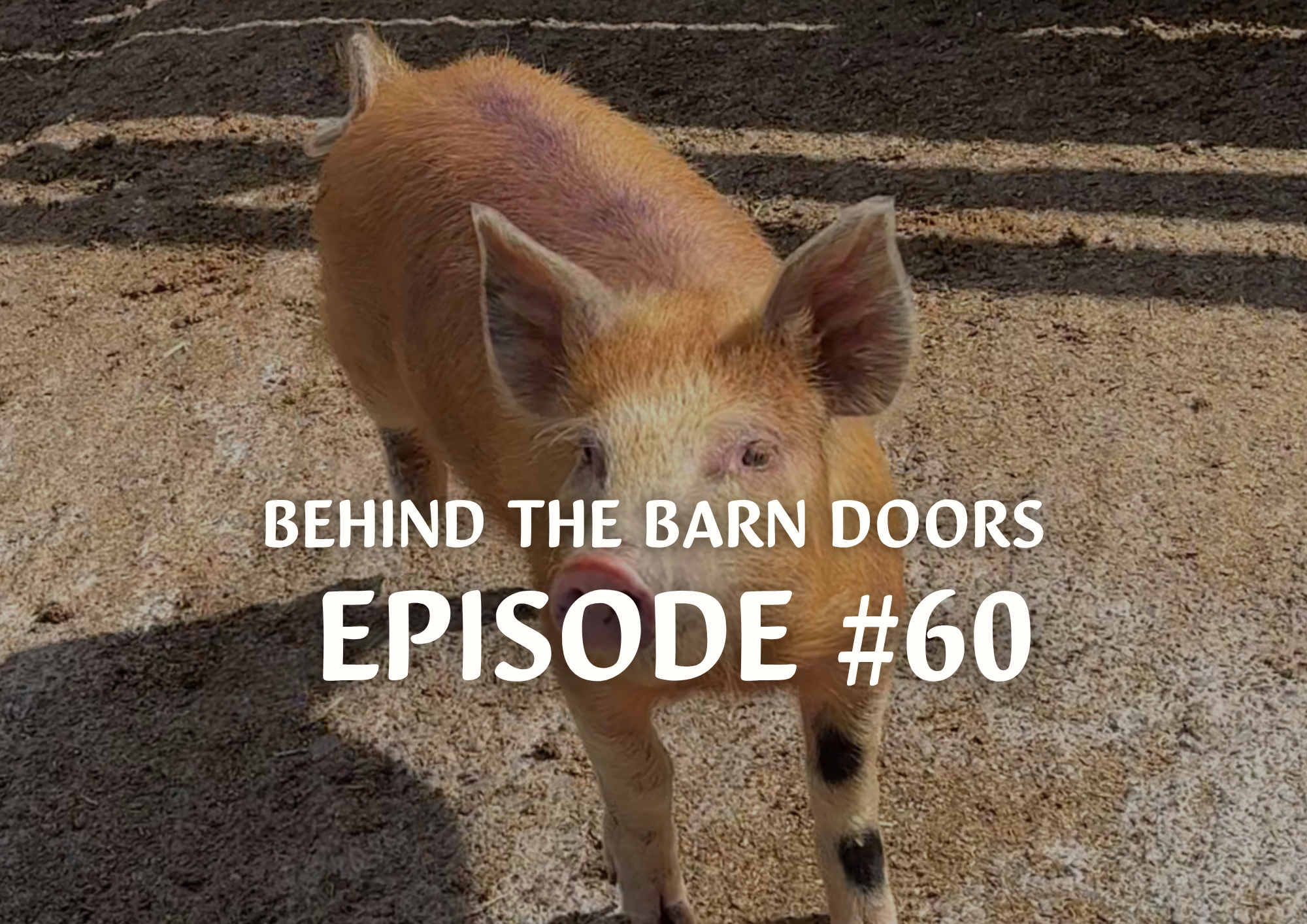 Website Behind The Barn Door Blog (36)
