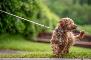 An image of a dog walking inside the farm park, with a backdrop of the gorgeous green Brecon countryside.