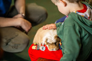 An image of a boy stroking a guinea pig on his lap, in the petting barn at Cantref Adventure Farm.