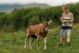 An image of a boy taking a brown Saanen goat for a walk in the countryside.