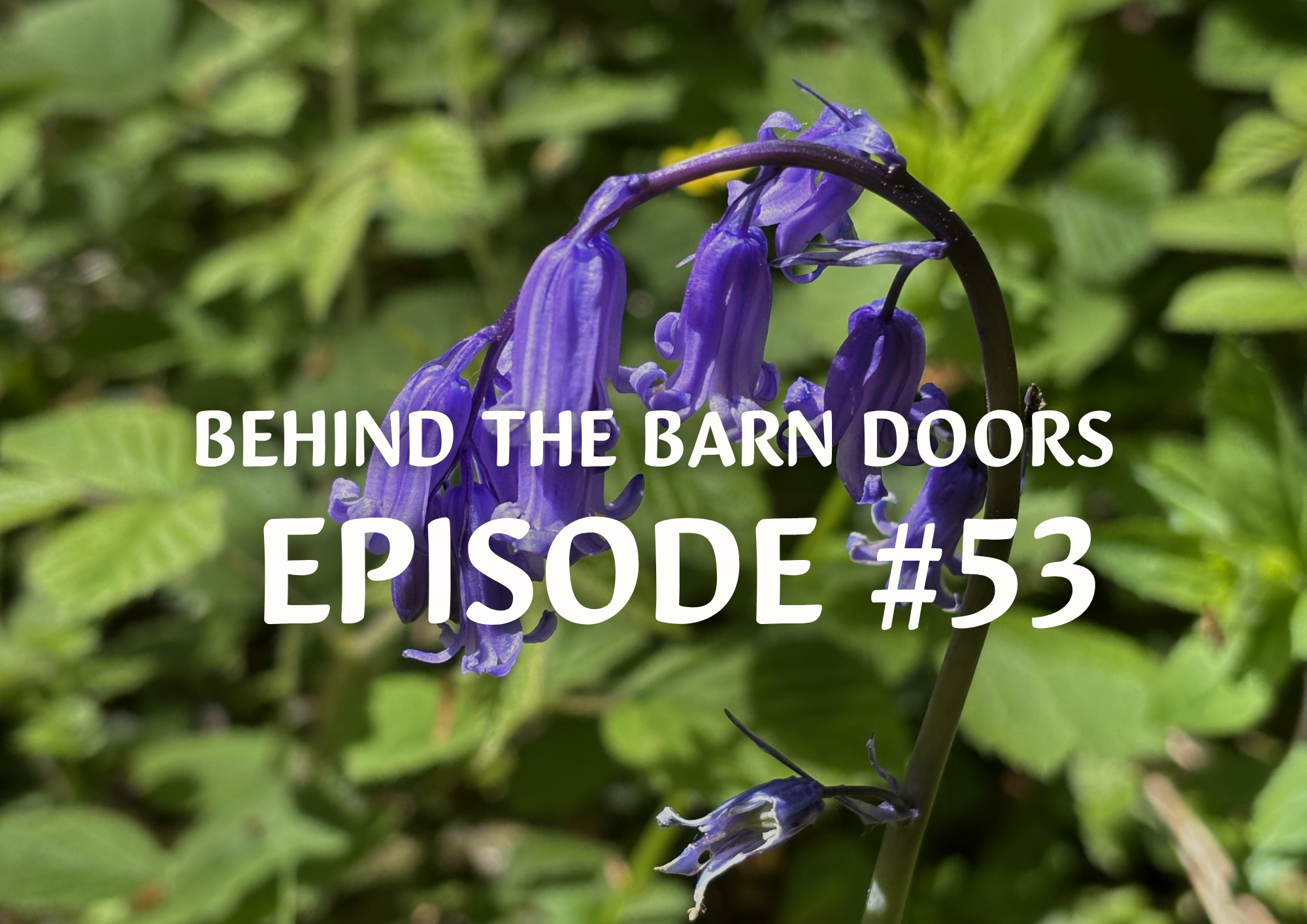 Cantref Behind The Barn Doors Episode 53