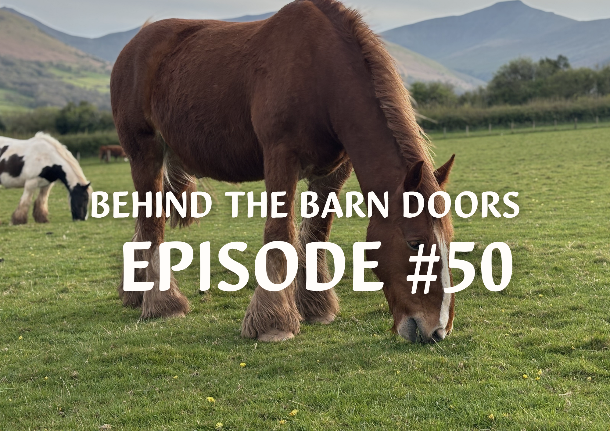 Cantref Behind The Barn Doors Episode 50