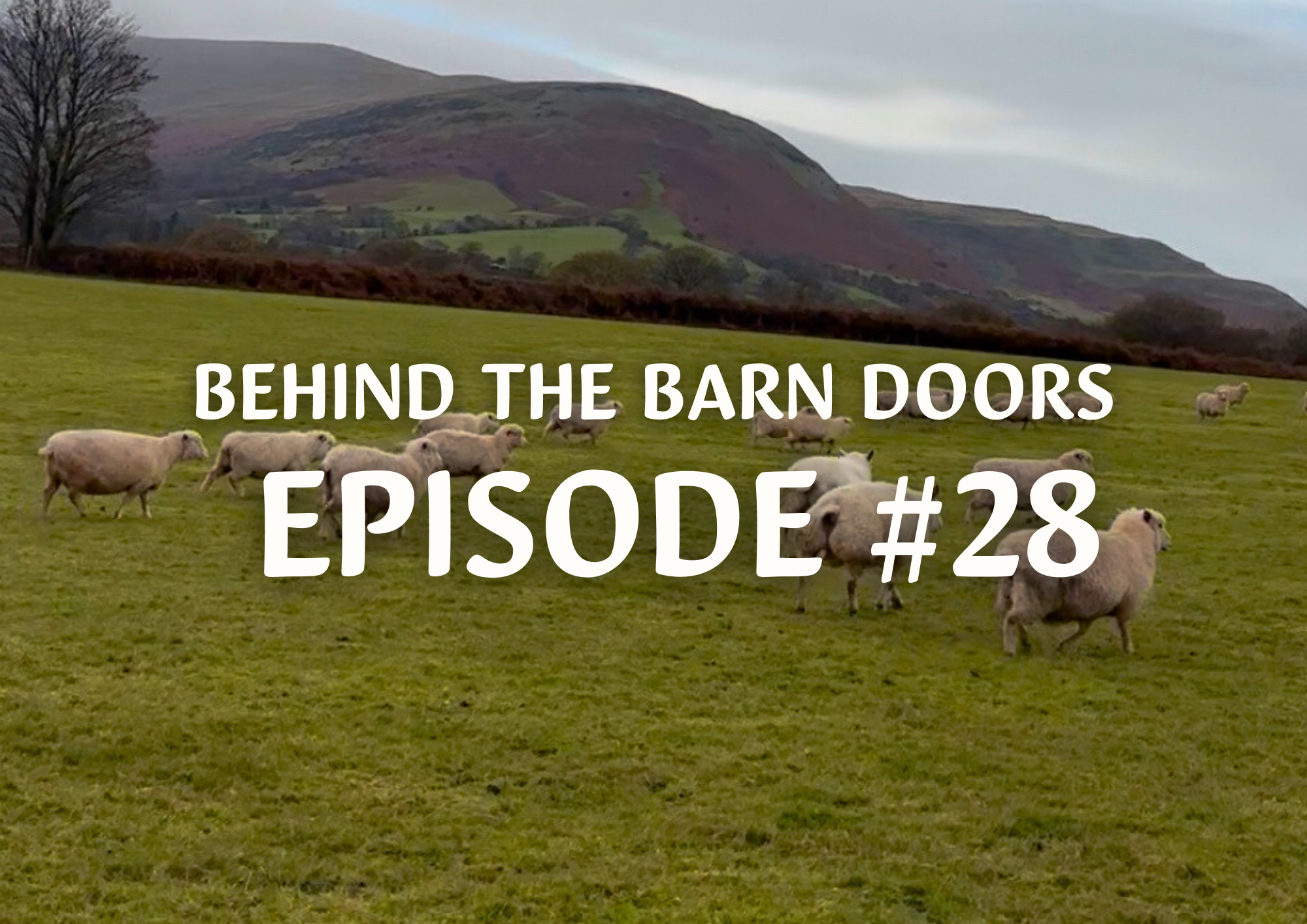 Website Behind The Barn Door Blog (19)