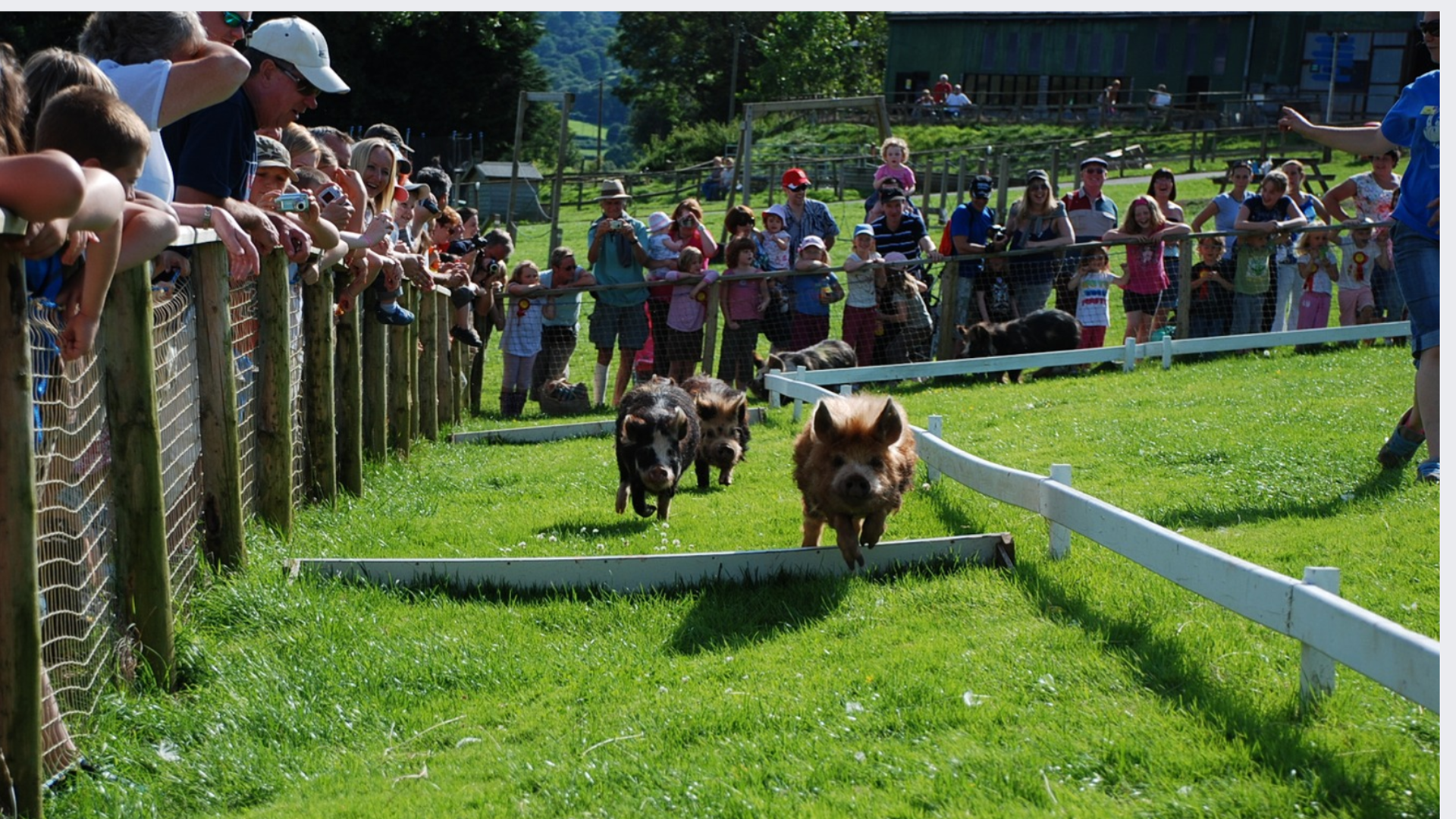 Pig Racing With Riders May Half Term Magic at Cantref
