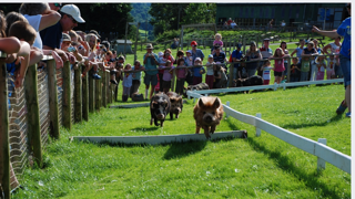 Pigs racing down a track at Cantref Adventure Farm, cheered on by excited spectators.