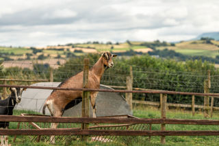 A brown Saanen goat perched up on a fence, with a stunning view all around them.