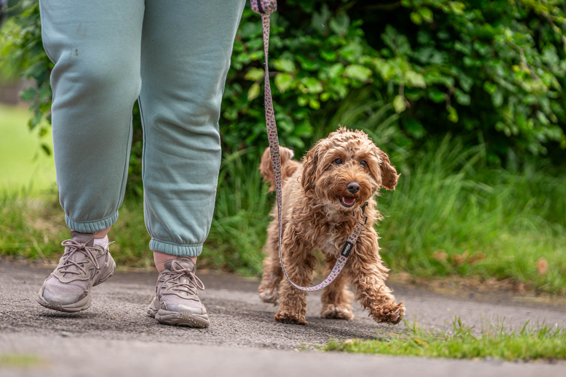 An image of a dog being walked by it's owner inside Cantref Adventure Farm.