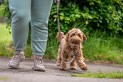 An image of a dog being walked by it's owner inside Cantref Adventure Farm.