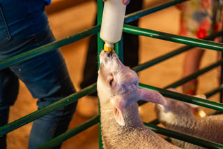 An image of a lamb being bottle fed.
