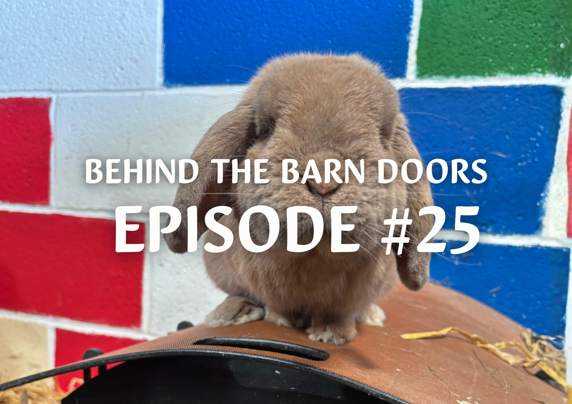 Website Behind The Barn Door Blog (16)