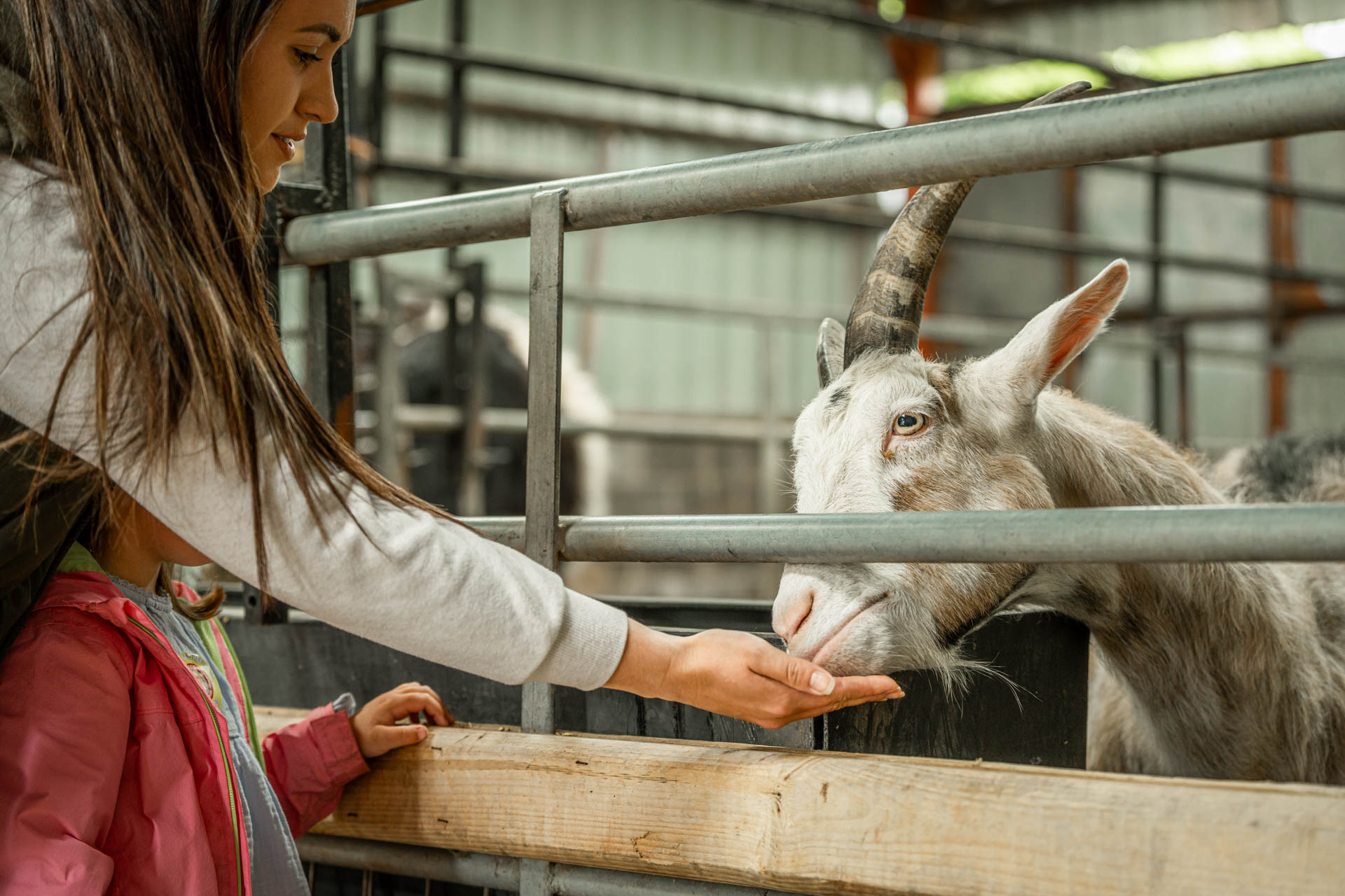 An image of mum and daughter feeding a goat through the bars of a pen inside a barn.