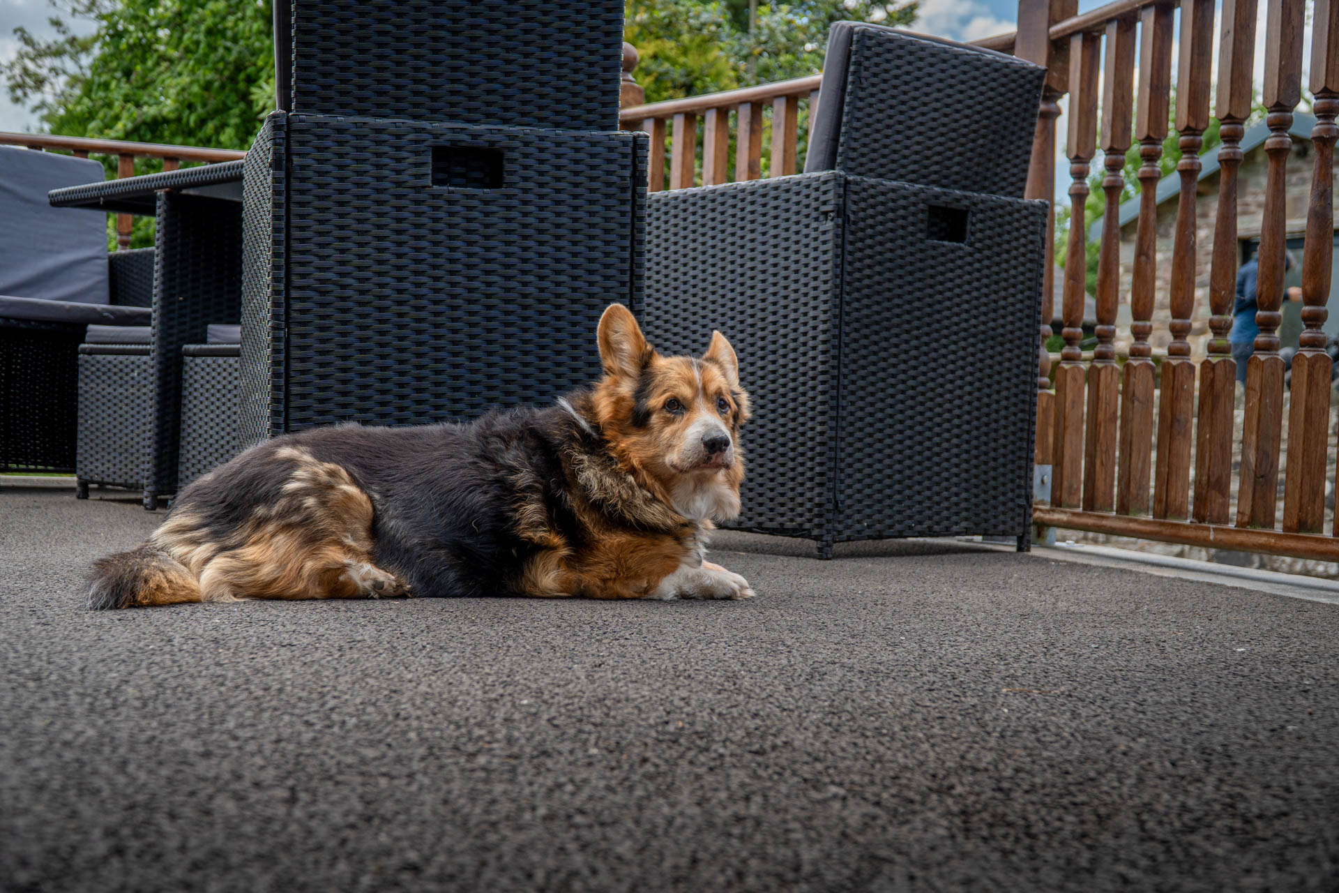 An image of a corgi laying on the veranda space outside The Milking Parlour, which is all enclosed and dog friendly.