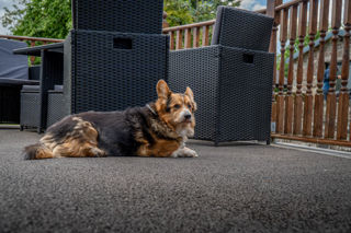 An image of a corgi laying on the veranda space outside The Milking Parlour, which is all enclosed and dog friendly.