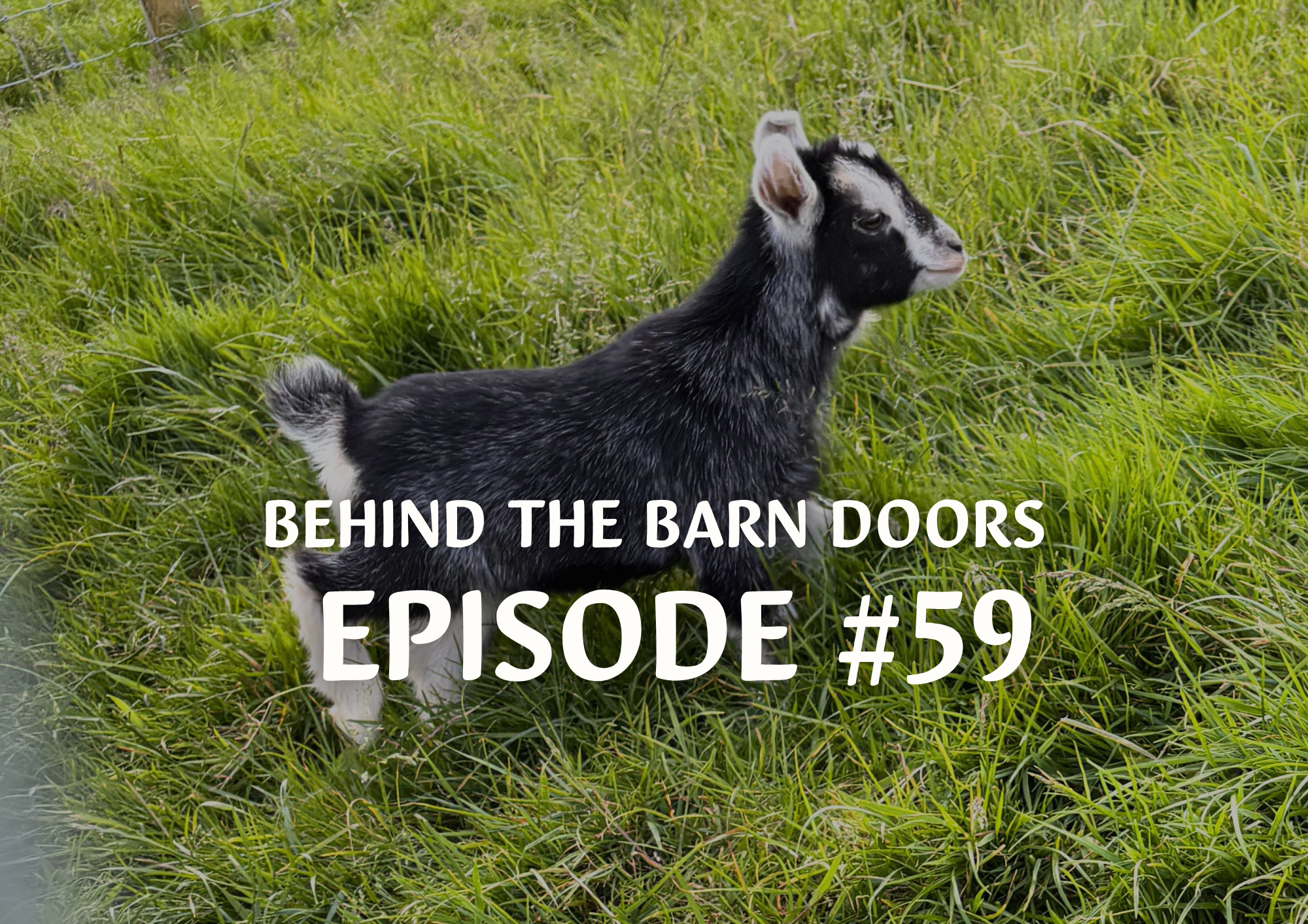 Website Behind The Barn Door Blog 59