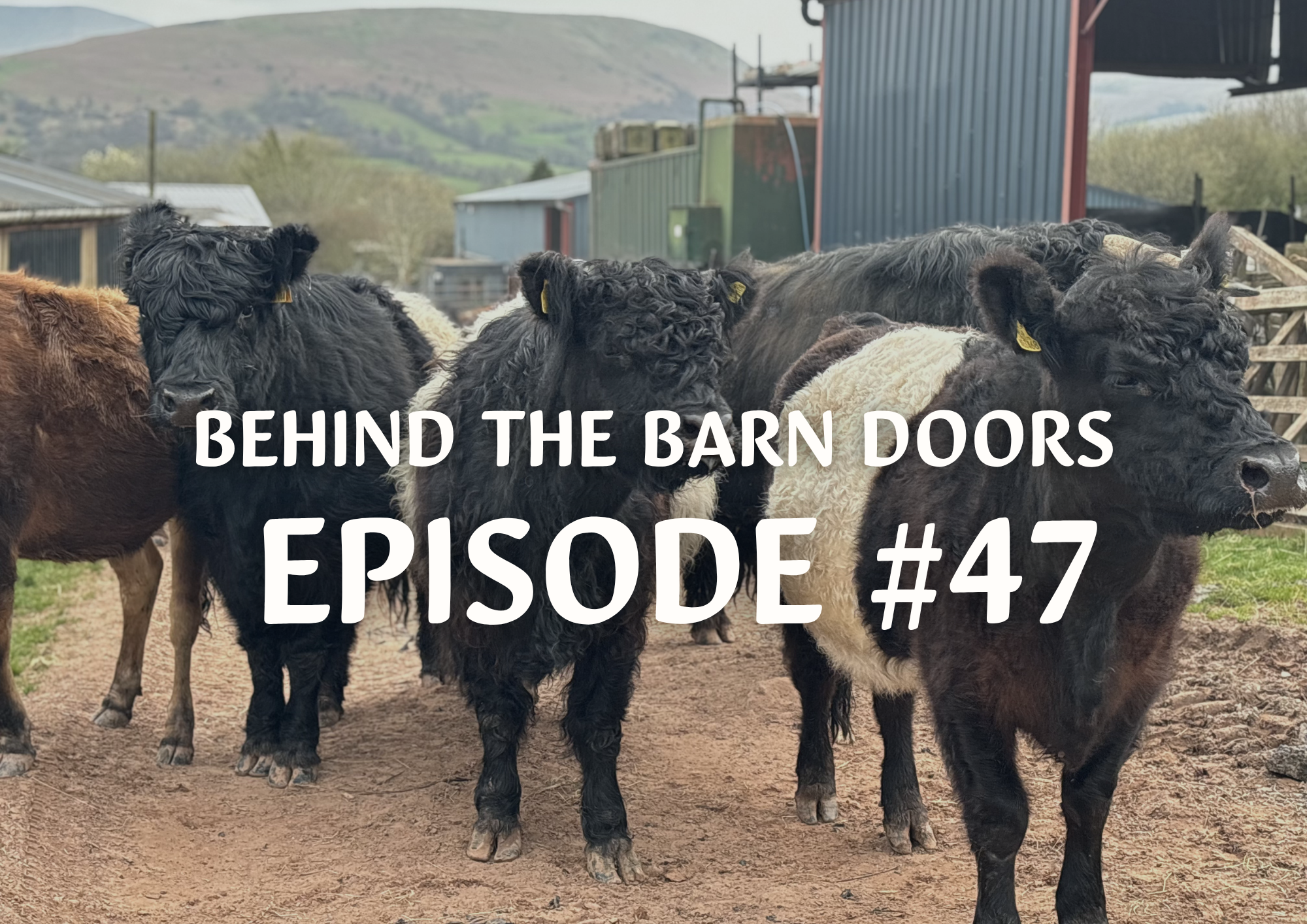 Cantref Behind The Barn Doors Episode 47