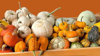 Pumpkin Festival at Cantref Adventure Farm
