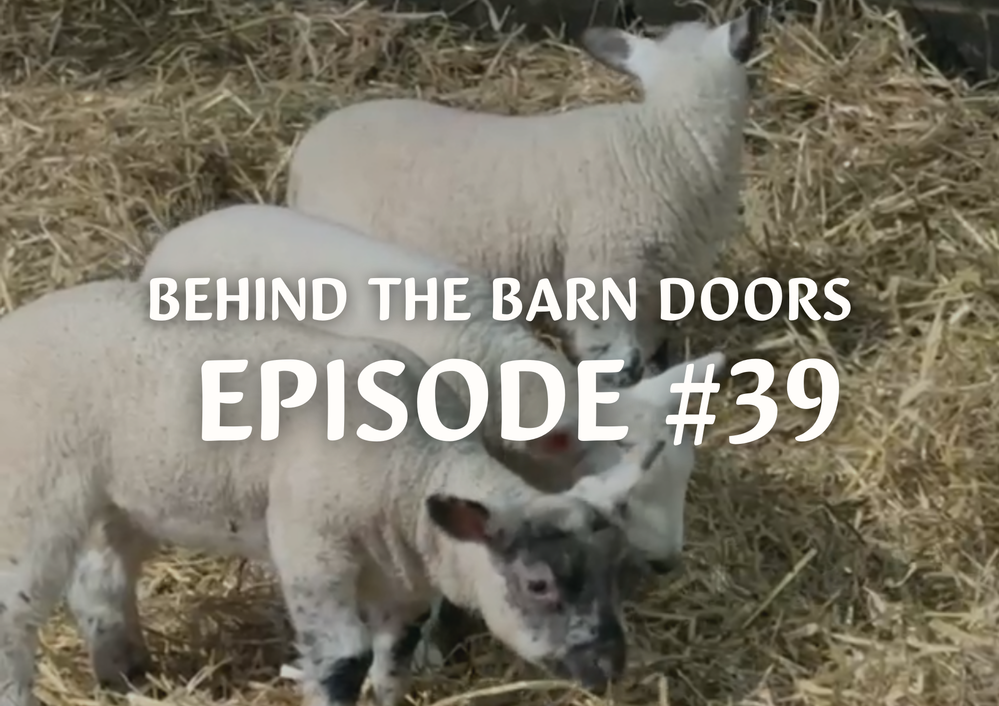 Website Behind The Barn Door Blog (29)