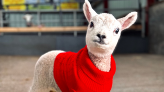 Return of Bottle Feeding Lambs at Cantref Adventure Farm
