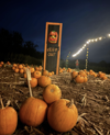 Twilight pumpkin Patch