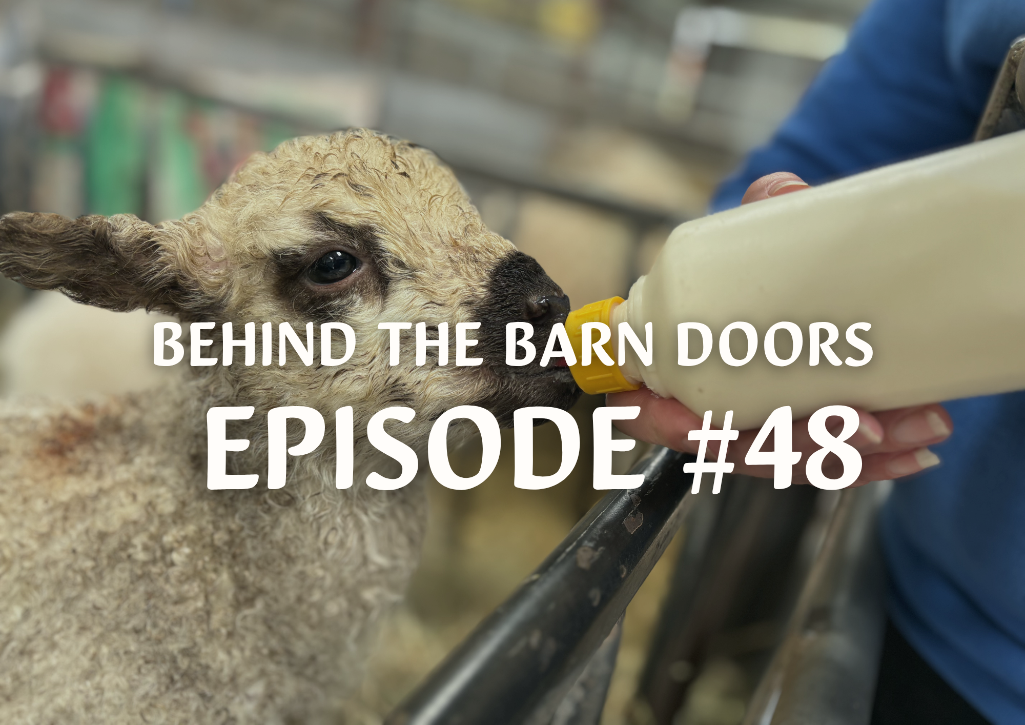 Cantref Behind The Barn Doors Episode 48