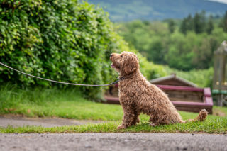 An image of a dog posing for a photograph inside the farm park, with a backdrop of the gorgeous green Brecon countryside.