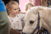 A close up image of a white pony in the foreground and a young girl brushing the pony in the background, at Cantref Adventure Farm.
