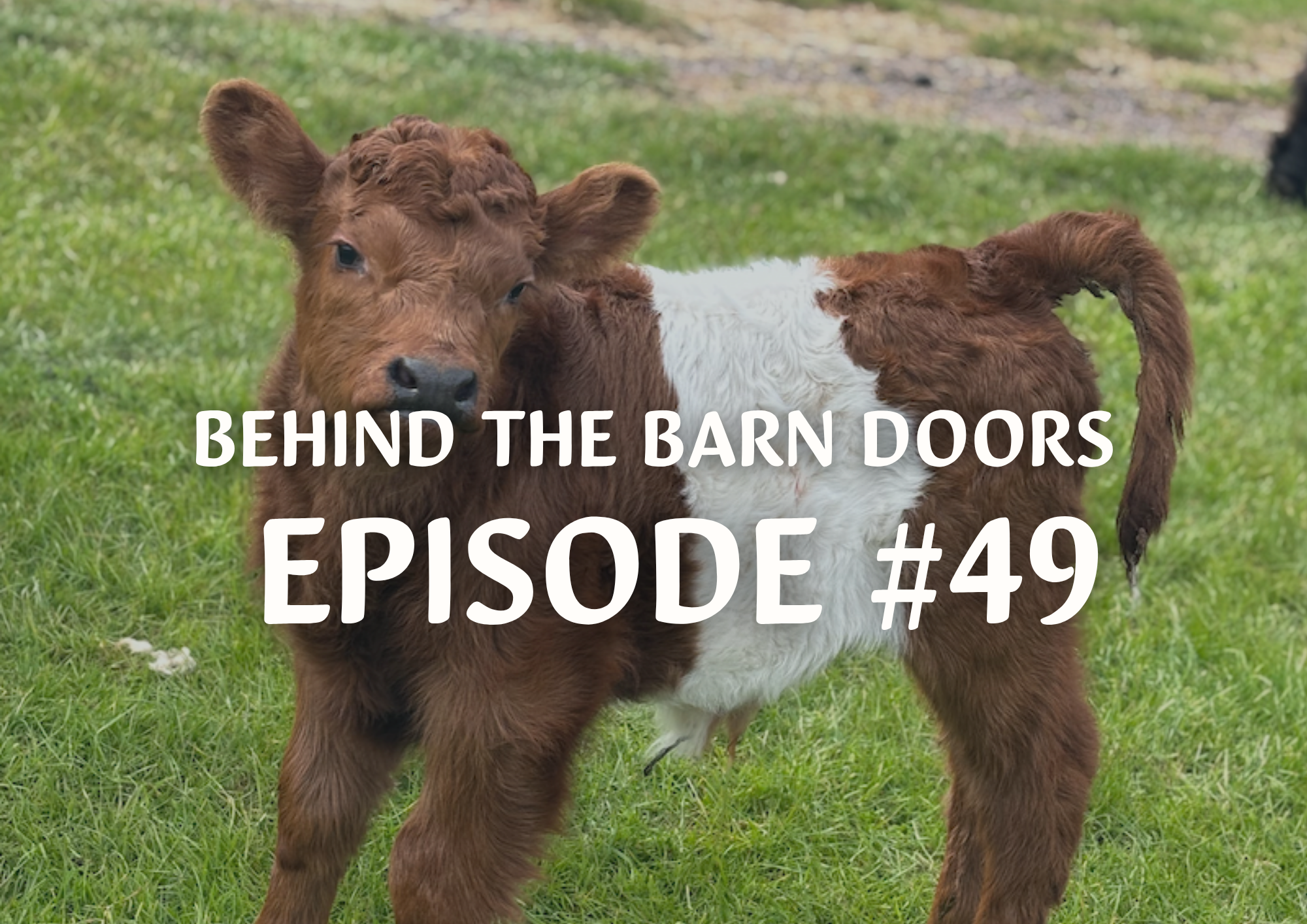 Cantref Behind The Barn Doors Episode 49