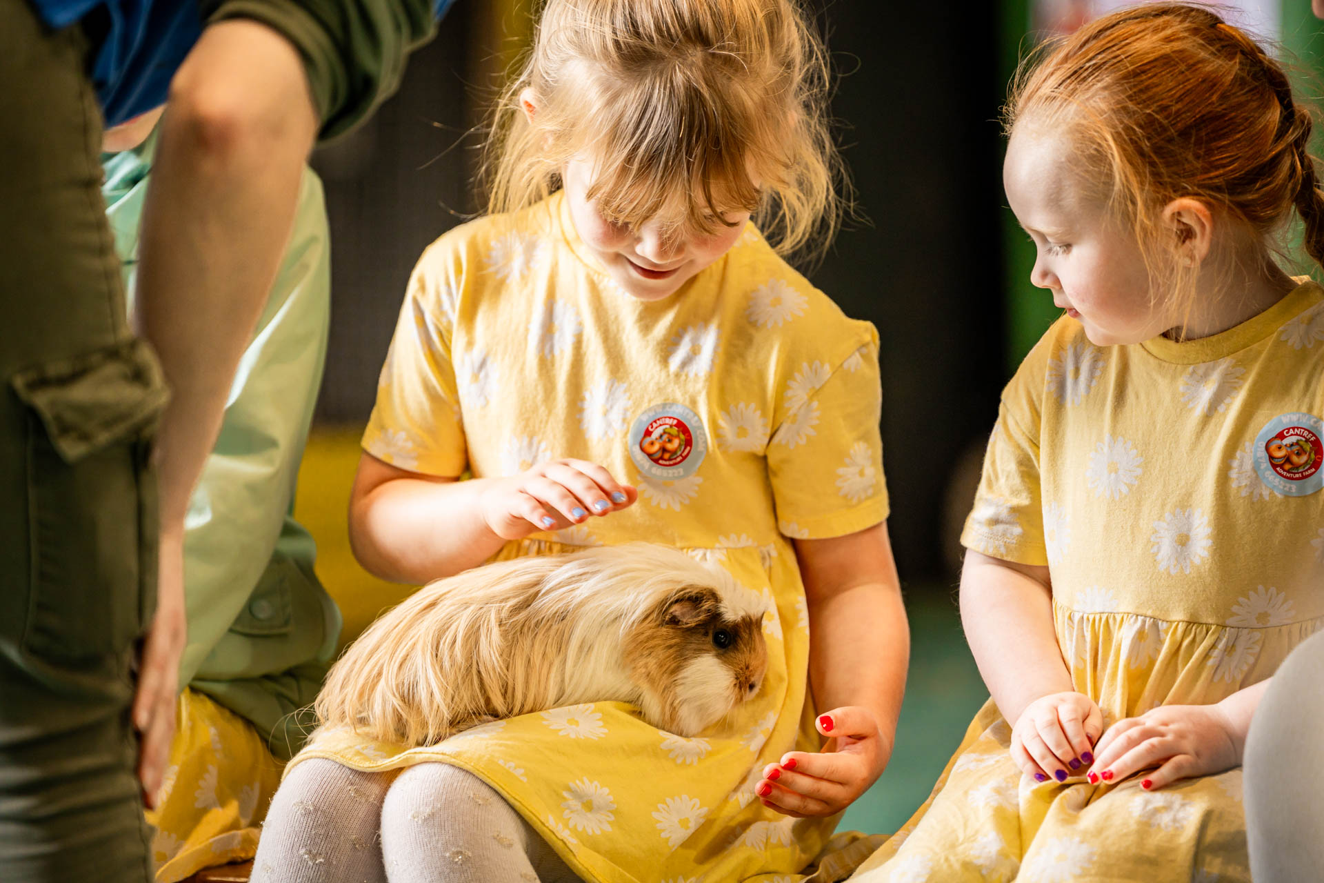 An image of a girl gently stroking a guinea pig rested on her lap in the petting barn at Cantref Adventure Farm.