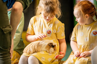 An image of a girl gently stroking a guinea pig rested on her lap in the petting barn at Cantref Adventure Farm.
