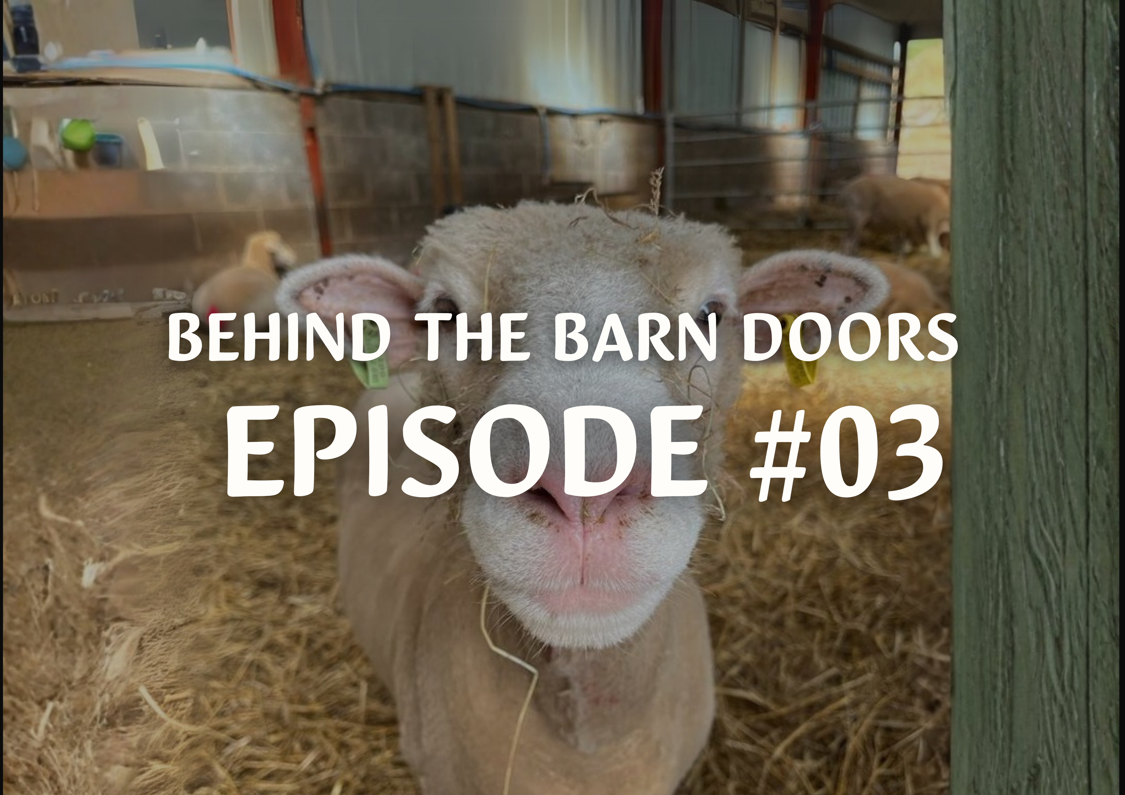 Behind The Barn Doors Episode 3 Sheep Shearing At Cantref Adventure Farm.