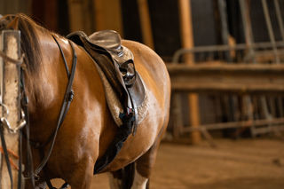 A close up image of a saddle on a chestnut pony.