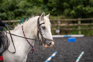 A close up image of a small white horse in Cantref Riding Centre's training area.