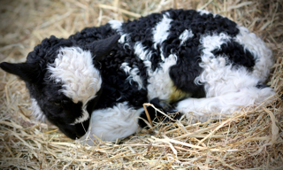 newborn lamb spring time on the farm at cantref