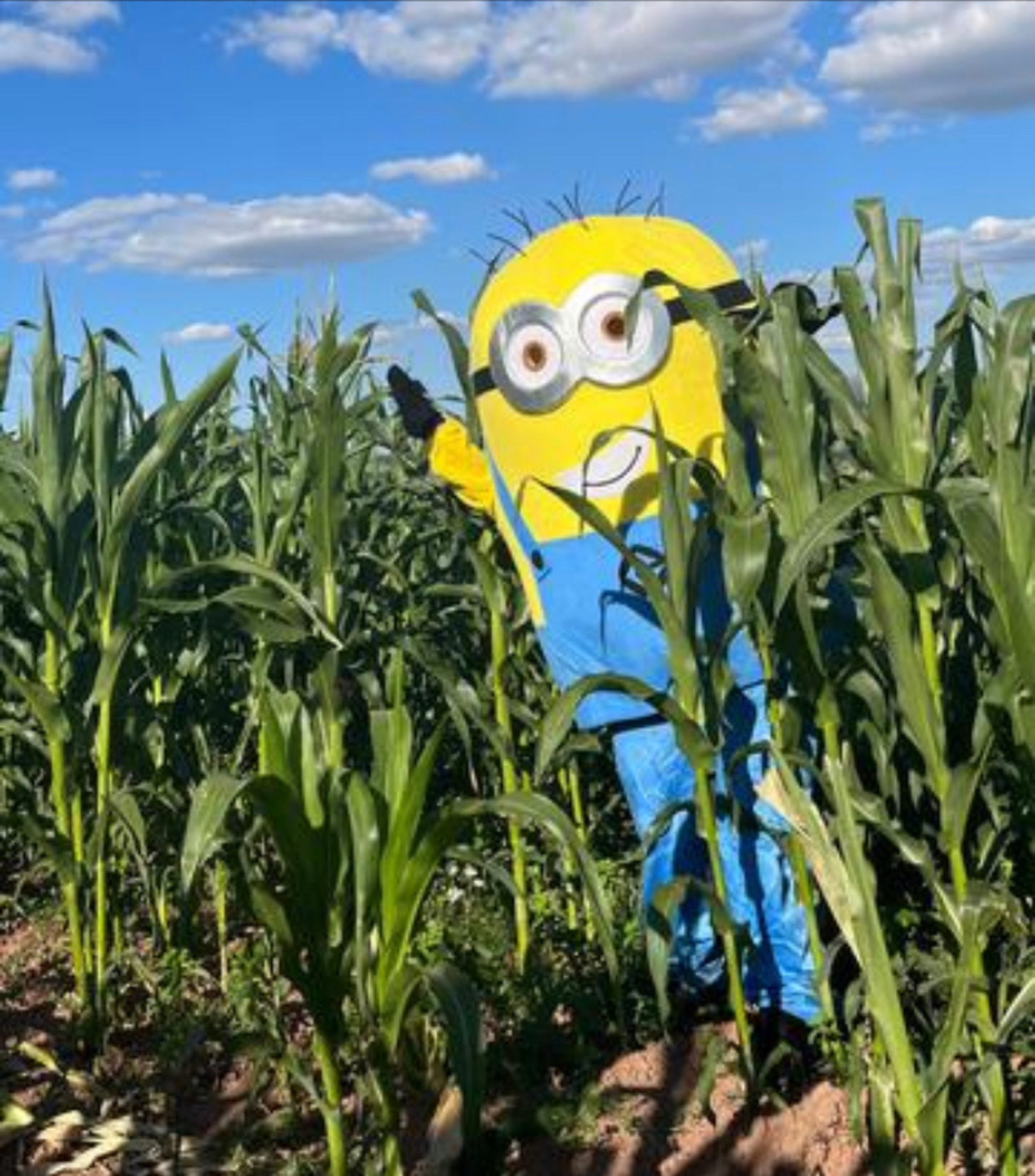 Cantref Adventure Farm's intricate maize maze during the summer season.