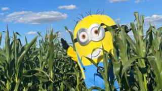 Cantref Adventure Farm's intricate maize maze during the summer season.