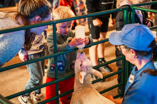 An image of a young boy bottle feeding a lamb.